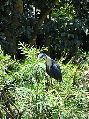 233 Wildlife Habitat Port Douglas